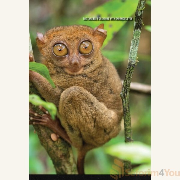 Awaken-Your-Emunah6.jpg Awaken-Your-Emunah6.jpg